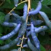 Decaisnea fargesii - abriachan nurseries